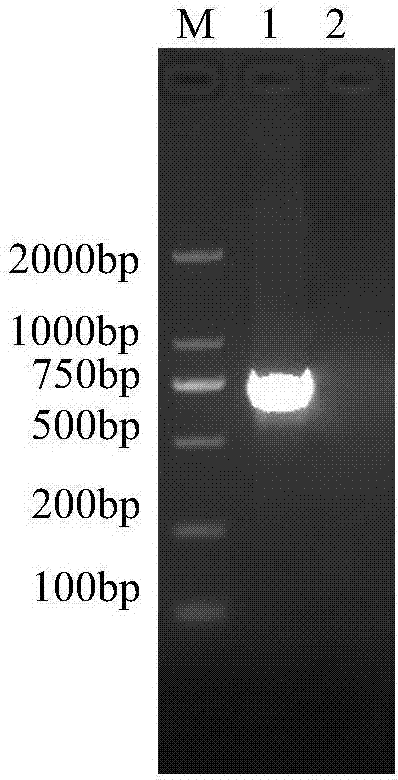 Bovine rotavirus vp8* subunit recombinant chimeric protein and its application