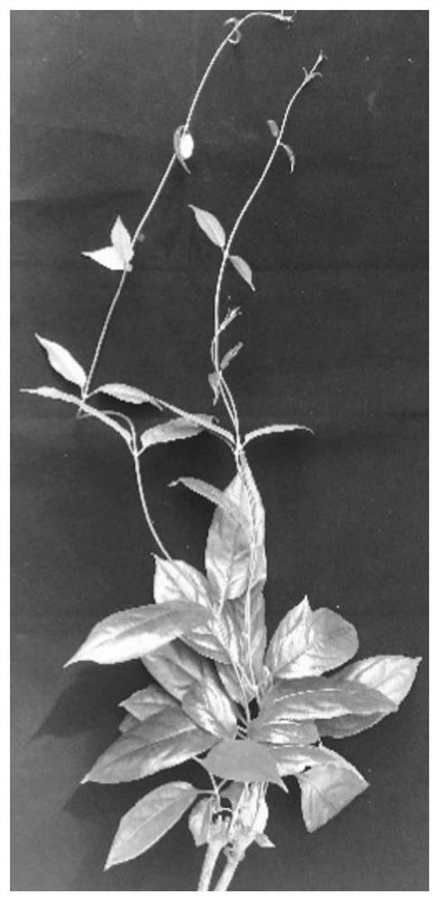 Morinda officinalis tissue culture method