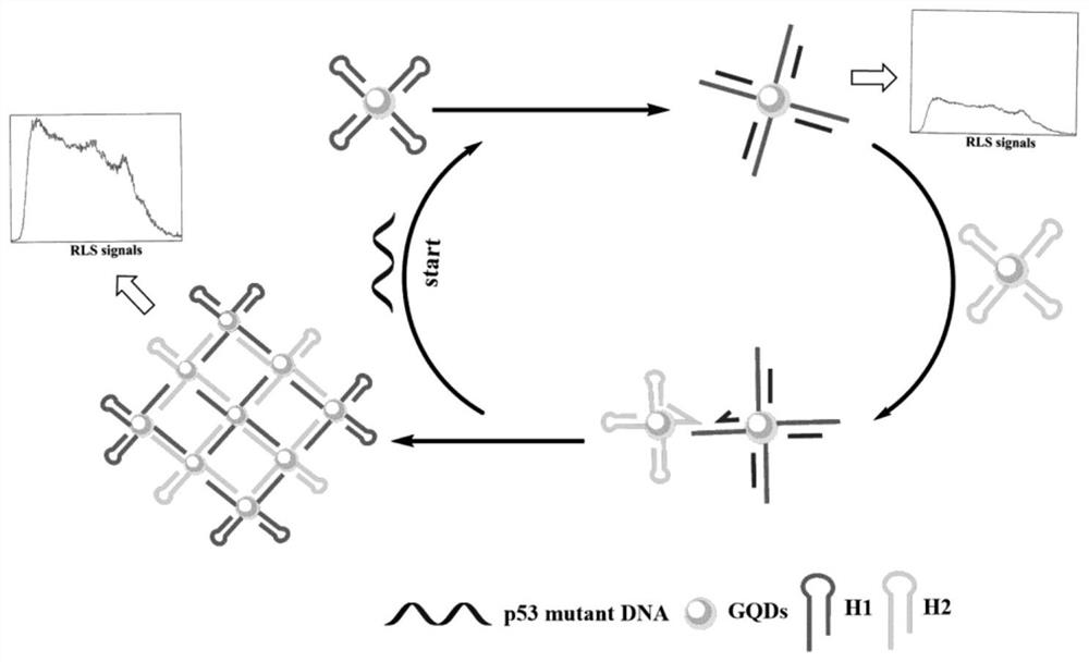 A GQDS-based Resonant Light Scattering Probe Combined with CHA Technology for Quantitative Detection of Mutant DNA