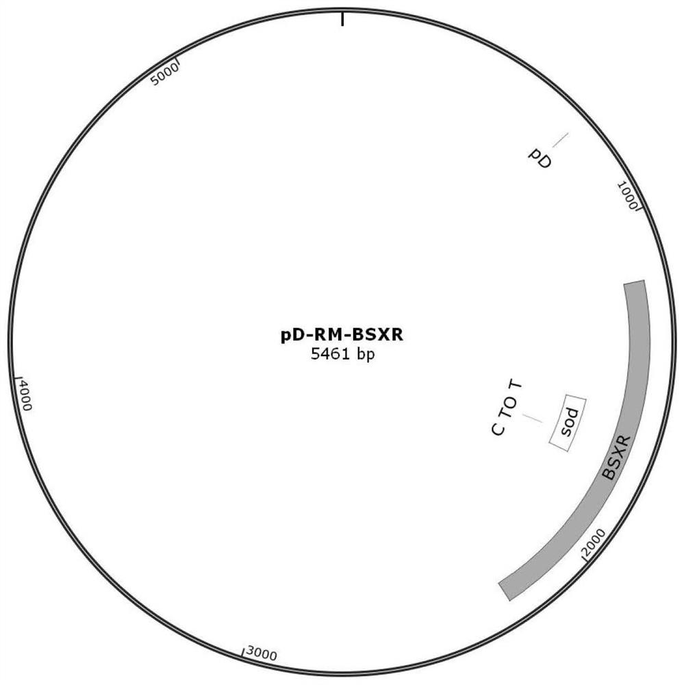 Corynebacterium glutamicum transcription regulation factor IpsA mutant and application