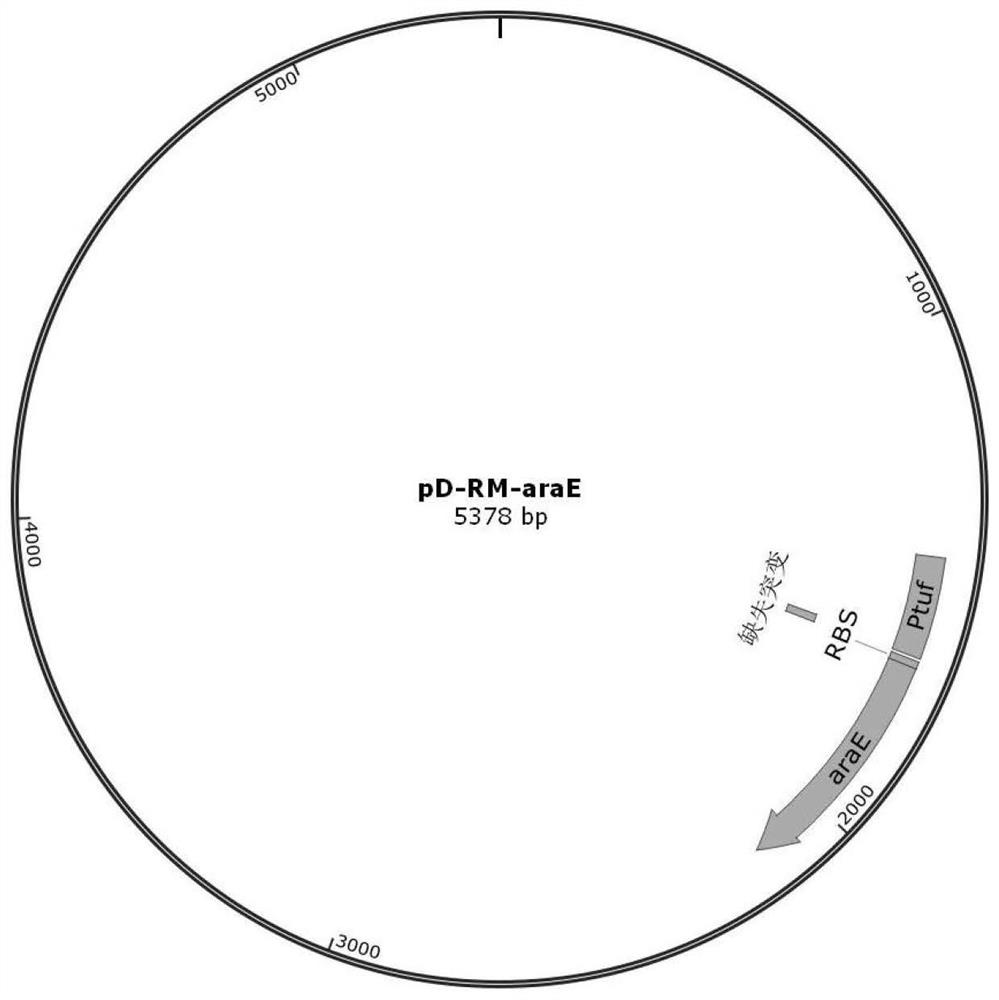 Corynebacterium glutamicum transcription regulation factor IpsA mutant and application