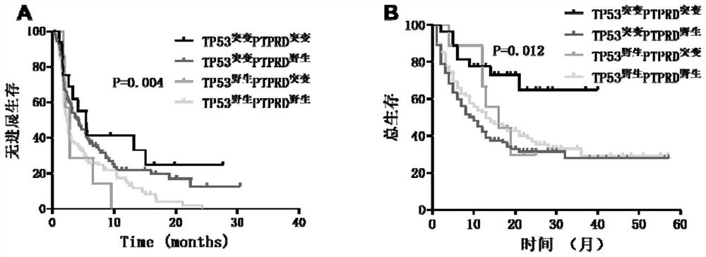 Application of PTPRD gene mutation in predicting immunotherapy sensitivity of TP53 mutant lung cancer patient