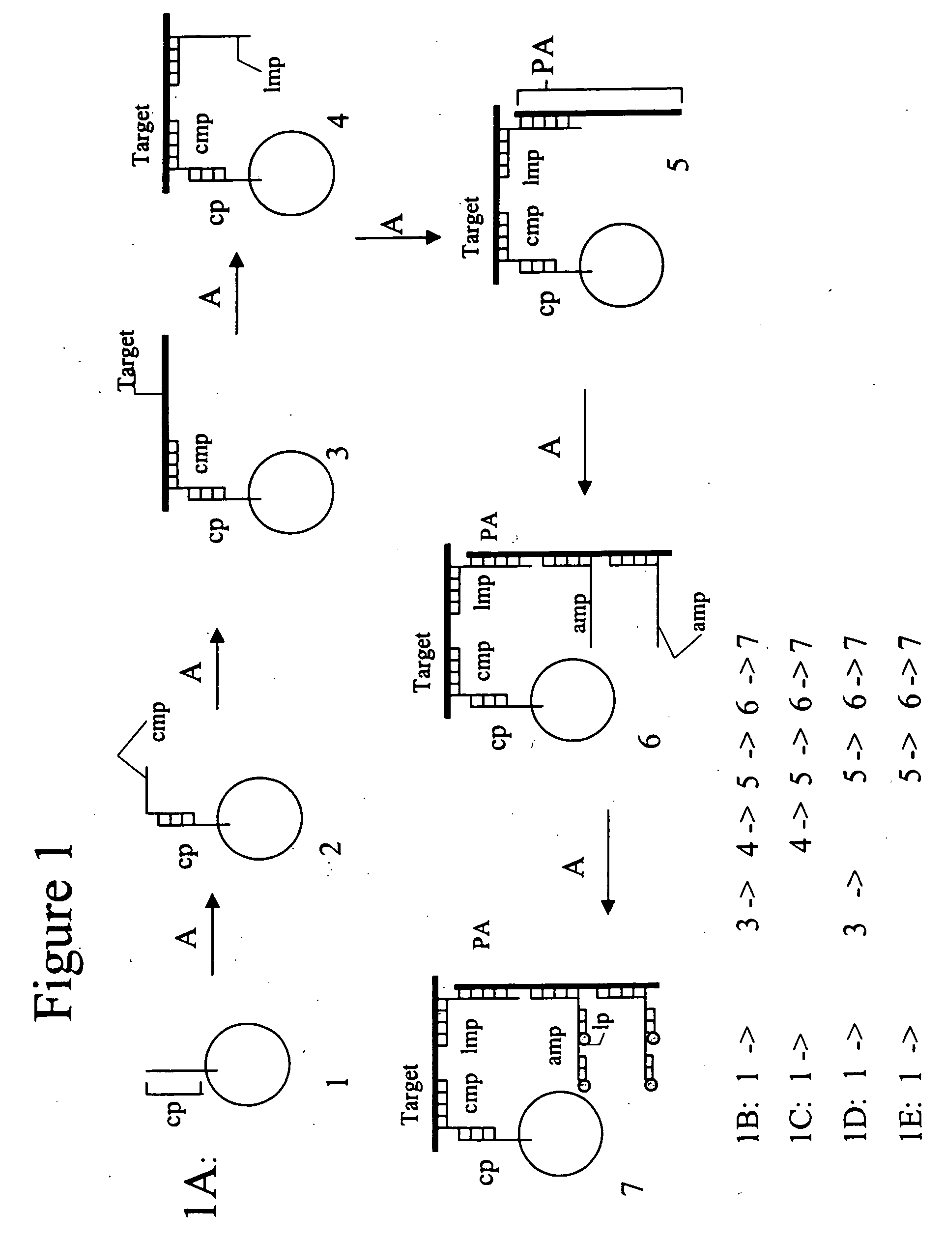 Three dimensional apparatus and method for integrating sample preparation and multiplex assays
