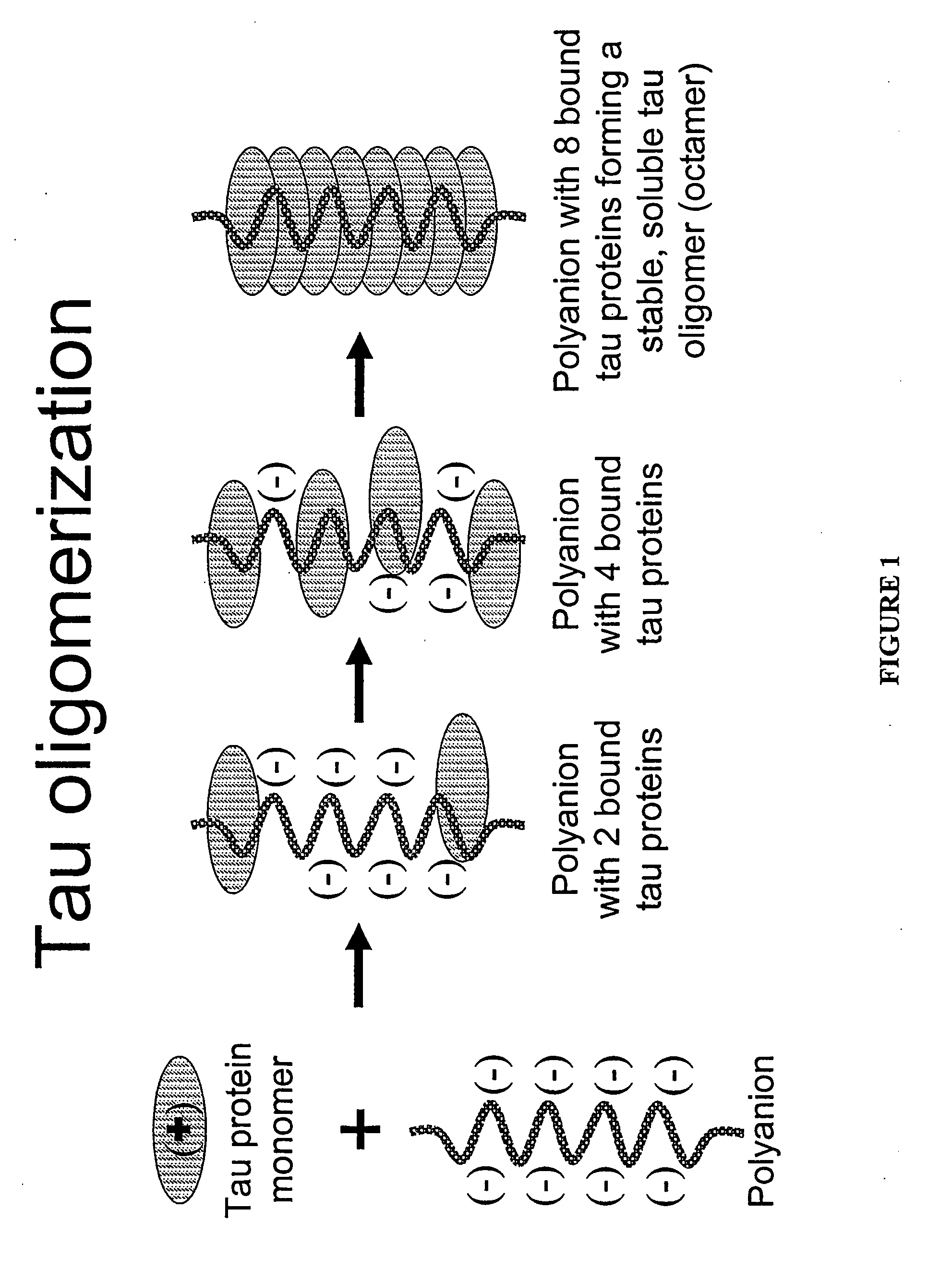 Oligomerization of amyloid proteins