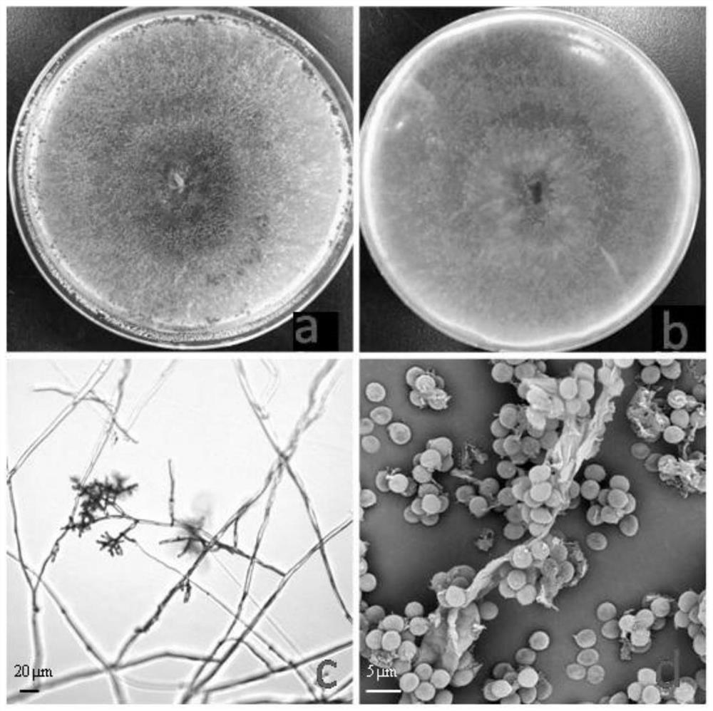 trichoderma-atroviride-strain-and-application-thereof-in-prevention-and