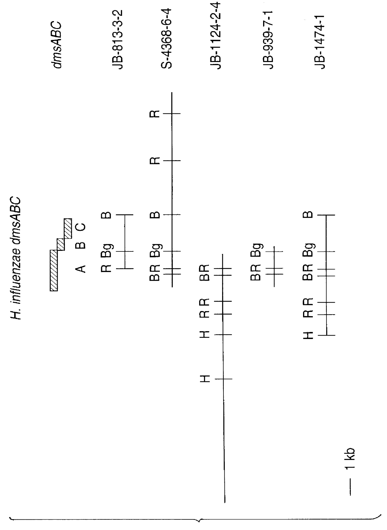 Haemophilus influenzae dimethylsulphoxide reductase enzyme