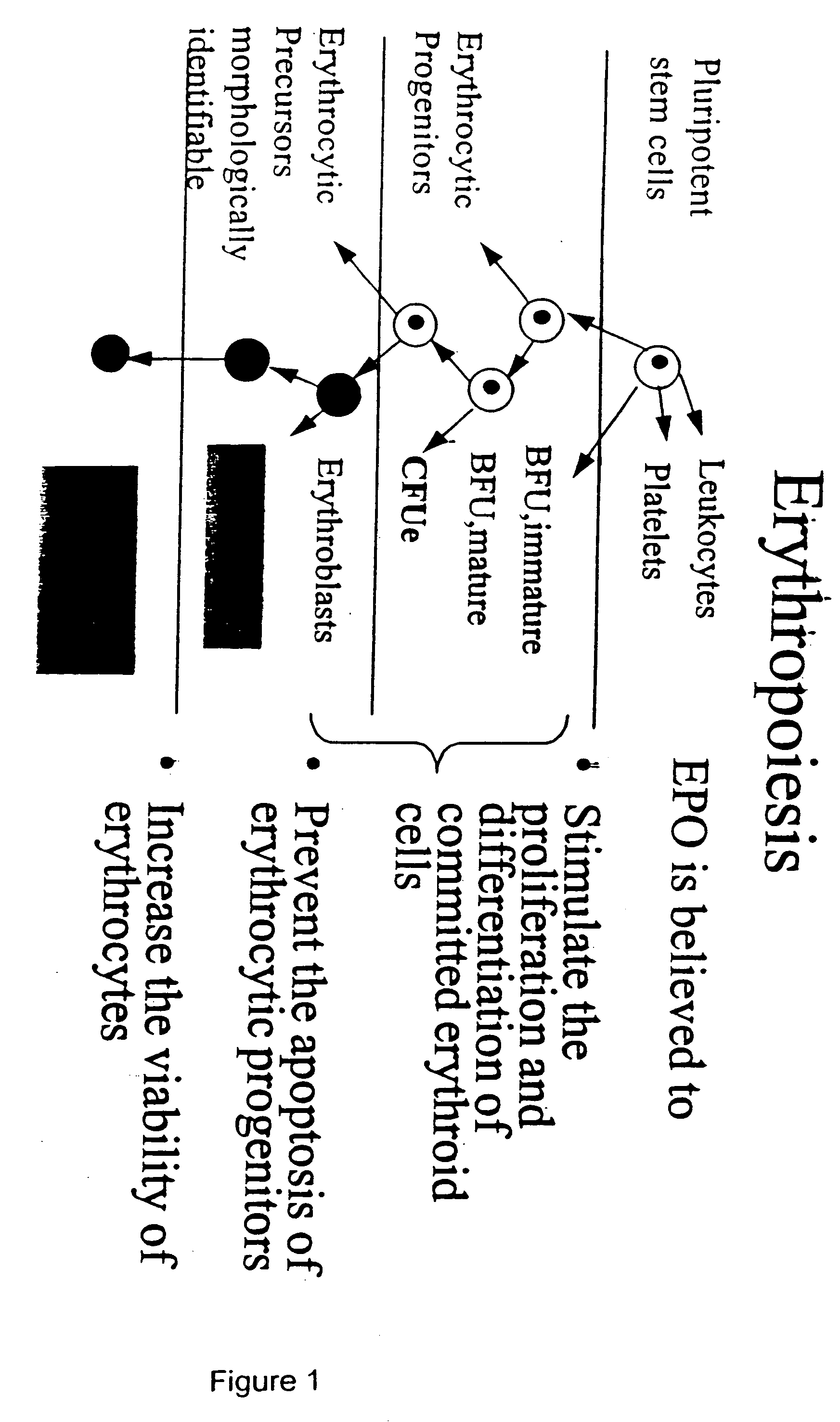 Pharmacokinetic and pharmacodynamic modeling of erythropoietin administration