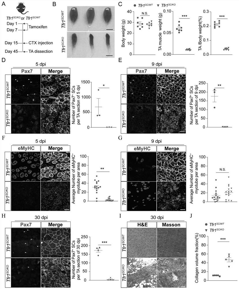 Application of ferroptosis inhibitor in preparation of preparation for improving motion function of aged individuals