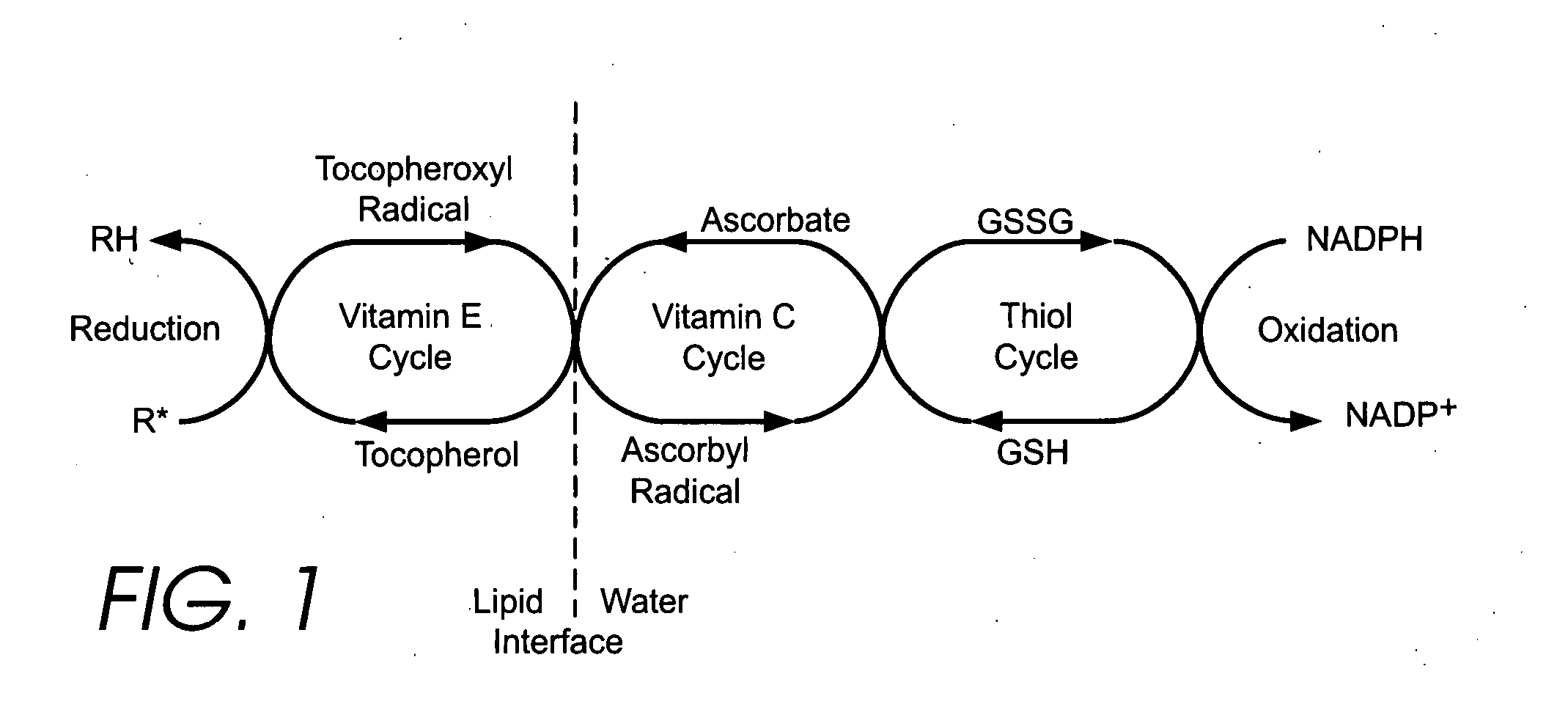 Method to increase the bioavailability of cysteine