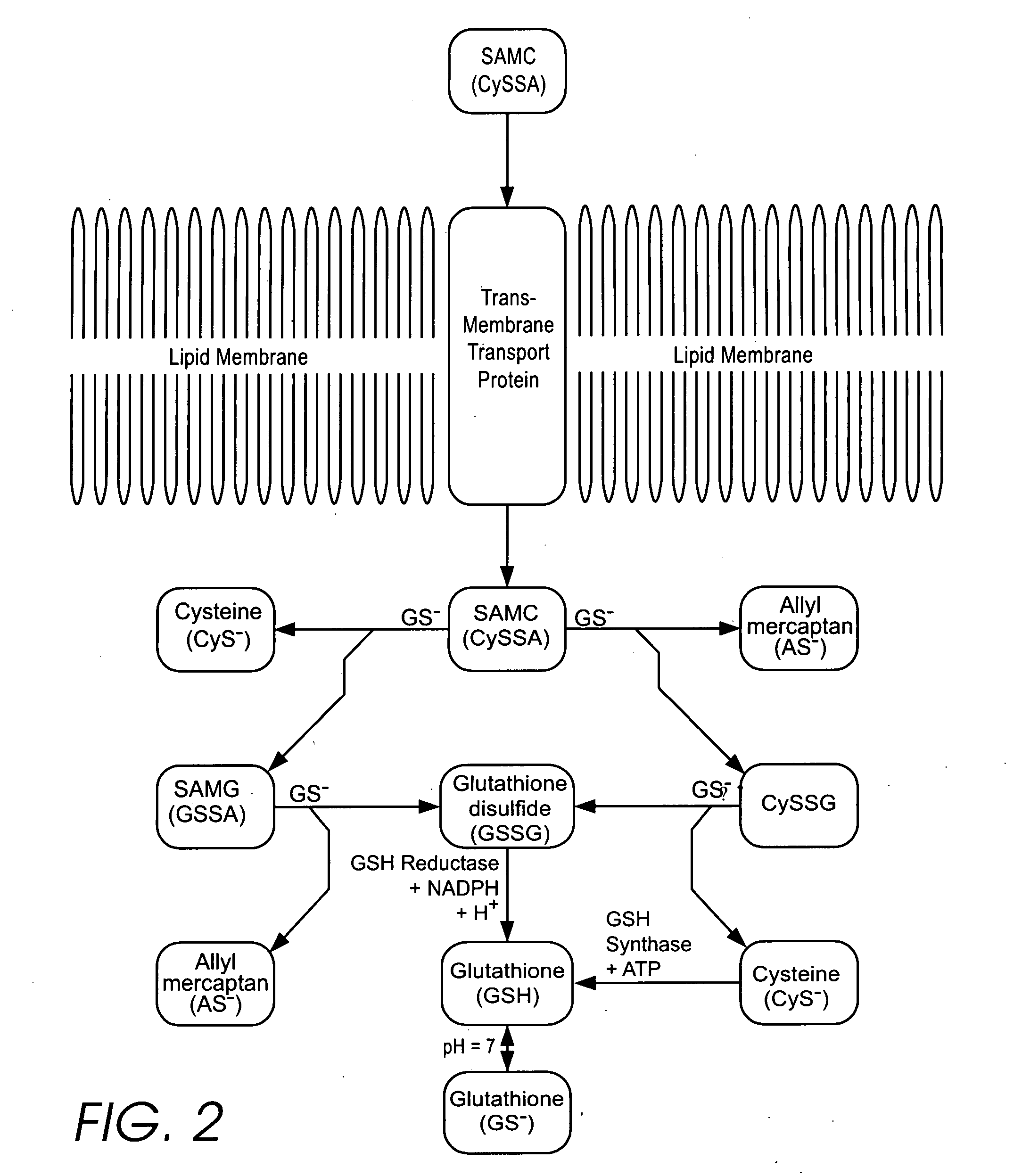 Method to increase the bioavailability of cysteine