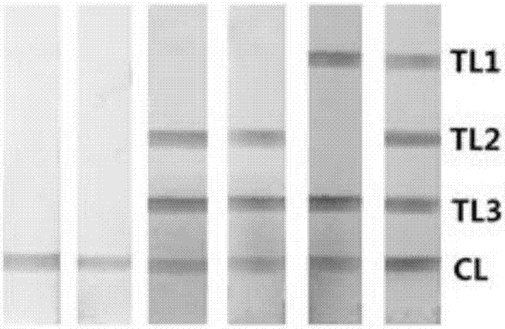 Multiple detection method for field screening of toxicogenic Pseudomonas aeruginosa