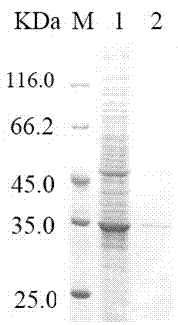 Alkaline cellulase, and DNA (deoxyribonucleic acid) sequence and application thereof