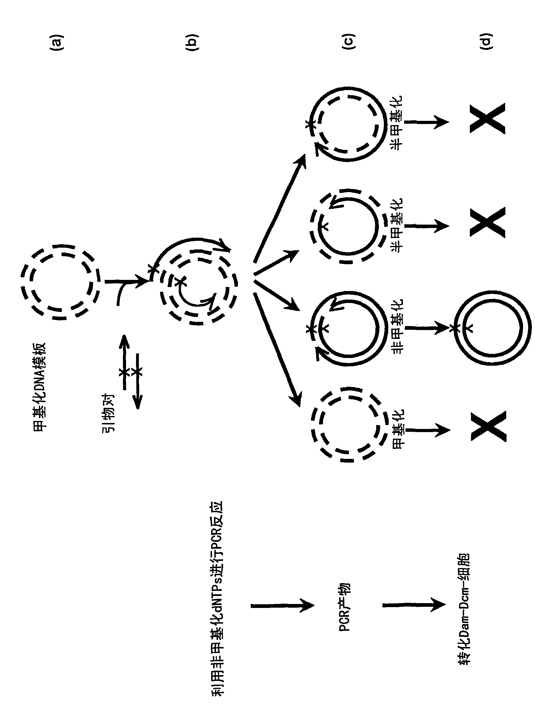 Site-directed mutagenesis in circular methylated DNA