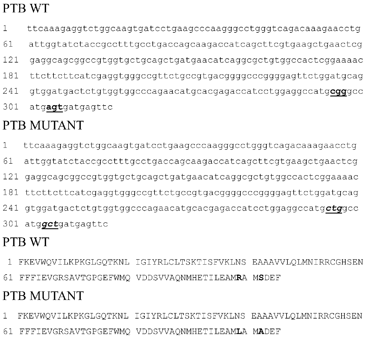 A mutant irs-1 ptb domain protein and its coding sequence and application