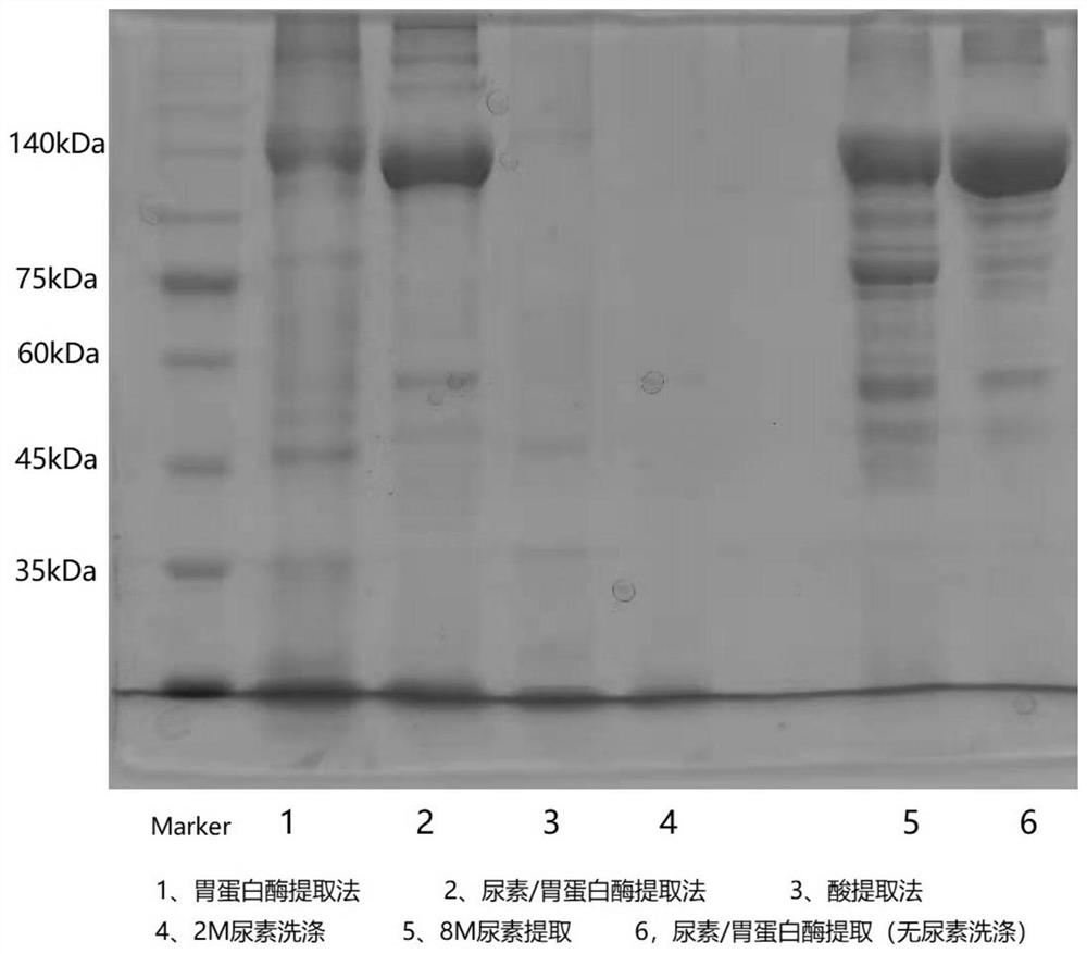 Jellyfish active protein as well as preparation method and application thereof