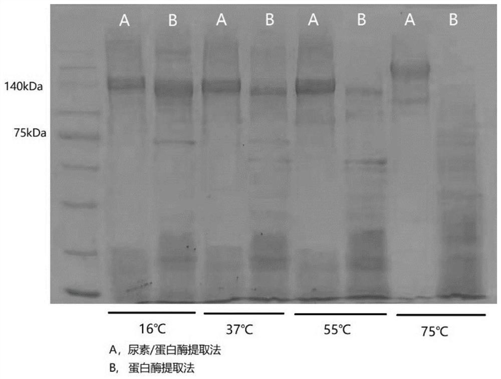 Jellyfish active protein as well as preparation method and application thereof