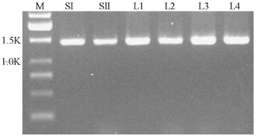 A kind of adp-glucose pyrophosphorylase mutant and its screening method and application