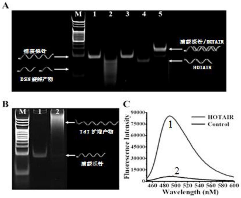 Telomere G quadruplex DNA (deoxyribonucleic acid) and thioflavin T mediated fluorescent biosensor and application thereof in lncRNA (long non-coding ribonucleic acid) detection