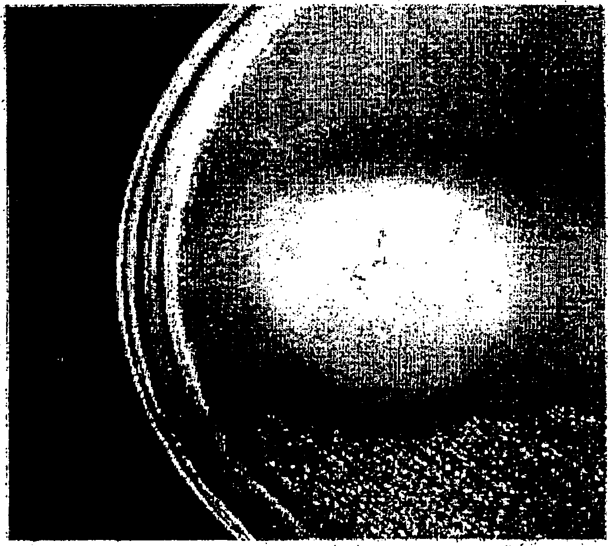 Method for making fermented food and fermented food made thereby having suppressive effect against helicobactor-pylori and food-poisoning bacillus