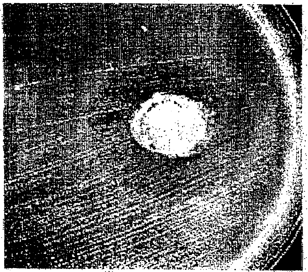 Method for making fermented food and fermented food made thereby having suppressive effect against helicobactor-pylori and food-poisoning bacillus