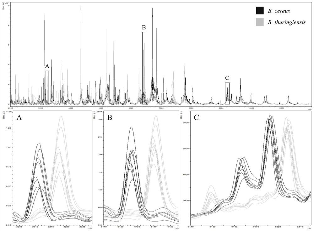 Method for rapidly identifying bacillus cereus and bacillus thuringiensis based on MALDI-TOFMS