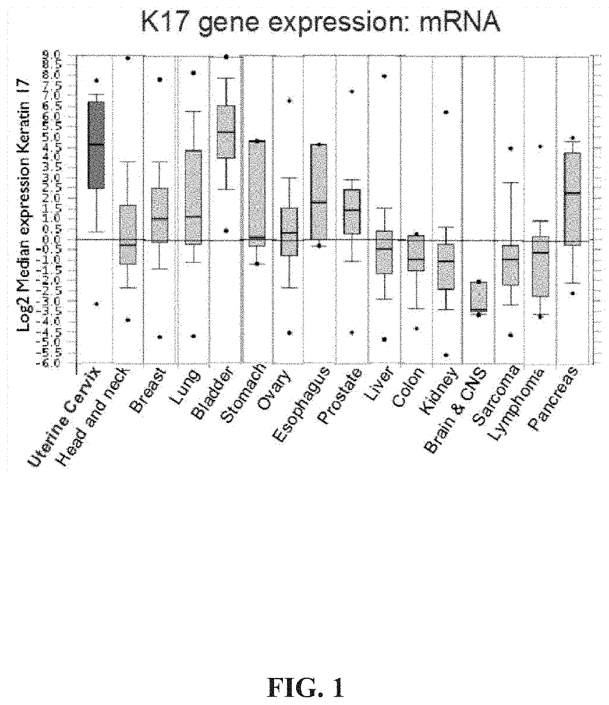 Keratin 17 as a biomarker for bladder cancer