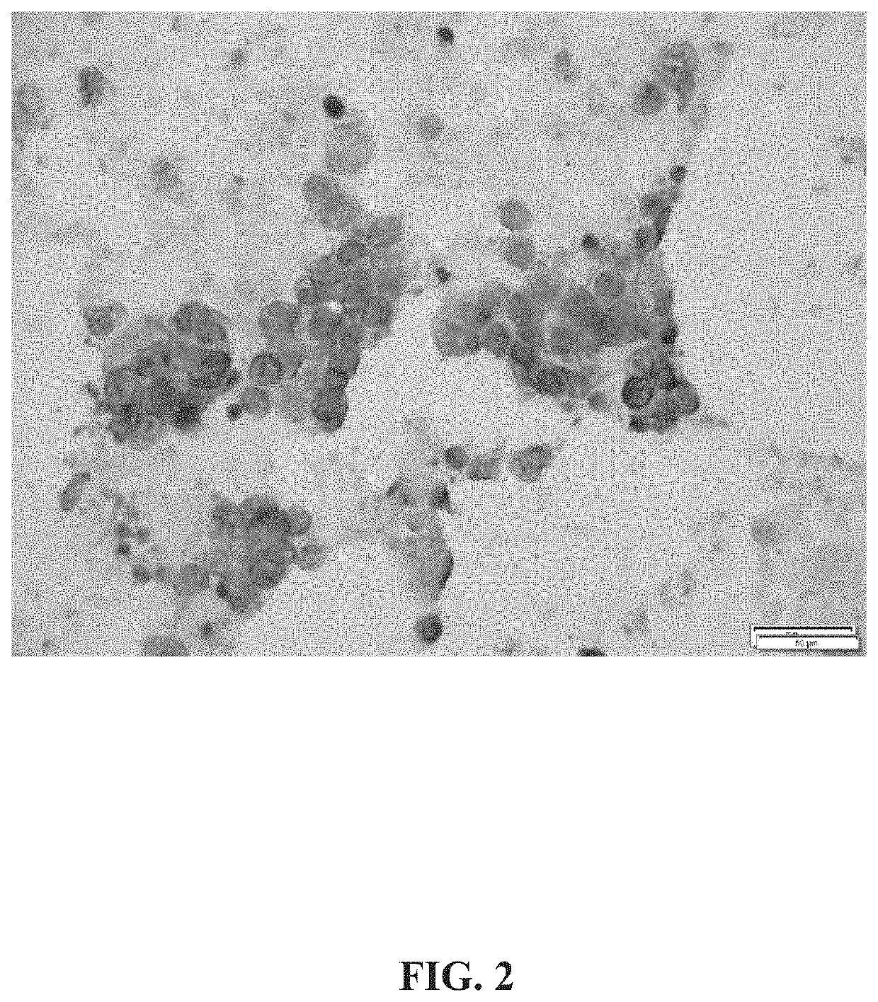 Keratin 17 as a biomarker for bladder cancer