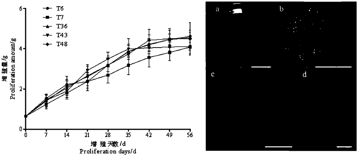 Efficient proliferation medium for embryogenic callus of Picea tianshanensis