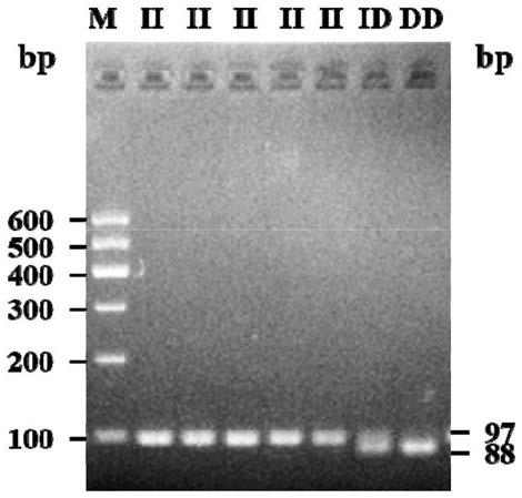 DNA detection method for detecting chest depth traits of Luxi blackhead rams and application of DNA detection method