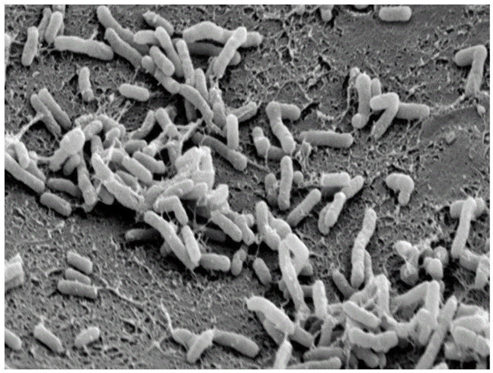 Pseudomonas aeruginosa DB high in rhamnolipid yield and application thereof