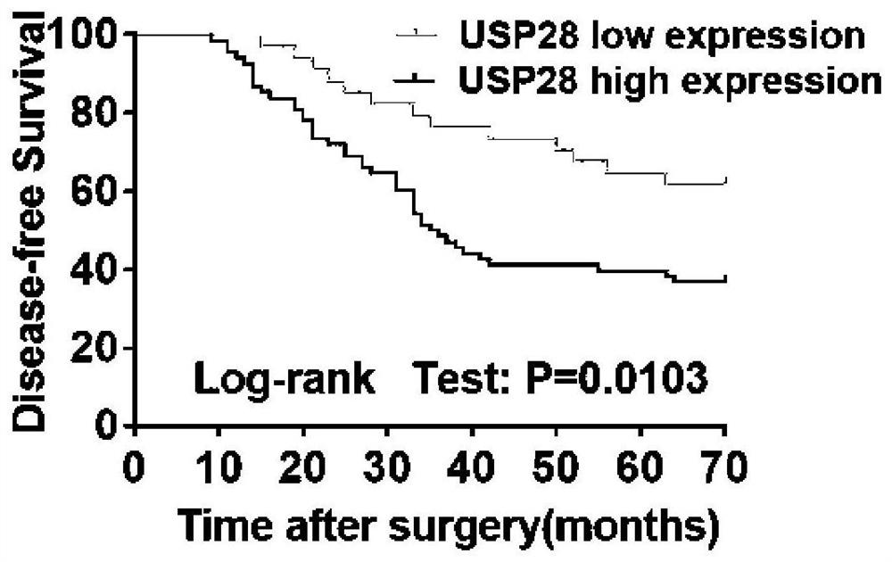 Application of deubiquitinating enzyme USP28 in preparation of medicine for preventing or treating pancreatic cancer