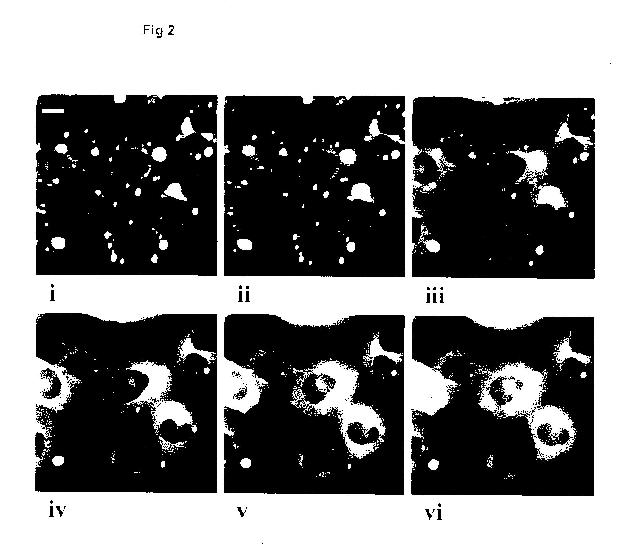 Method for extracting quantitative information relating to an influence on a cellular response