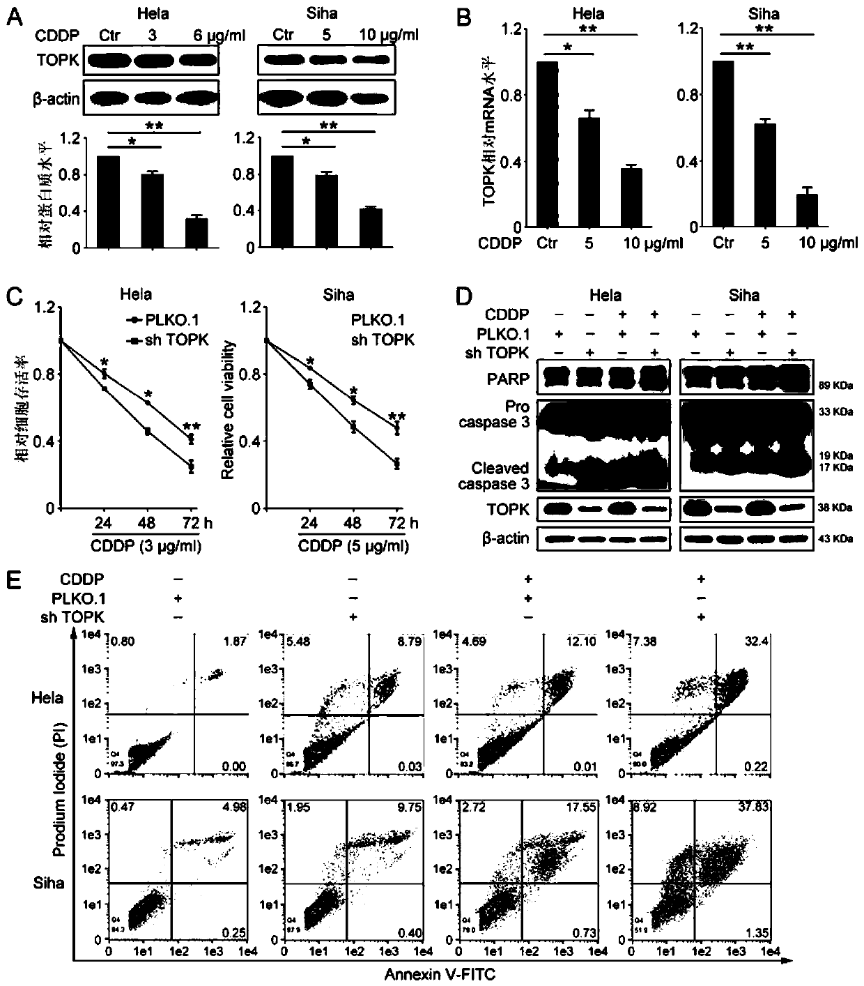 Application of T-LAK cell-originated protein kinase (TOPK) serving as cisplatin resistance therapy target for cervical cancer