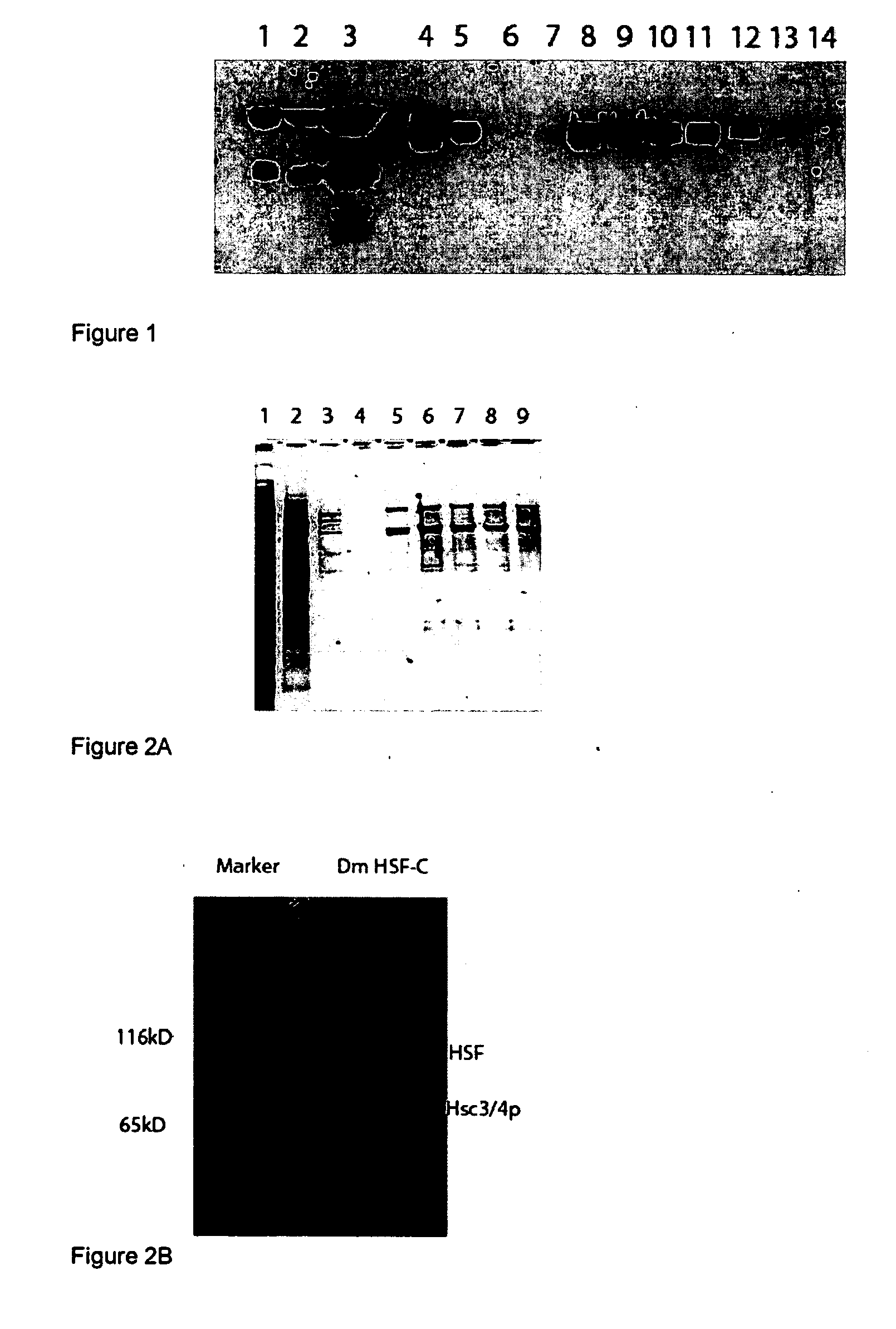 Compositions and methods for regulating cellular protection
