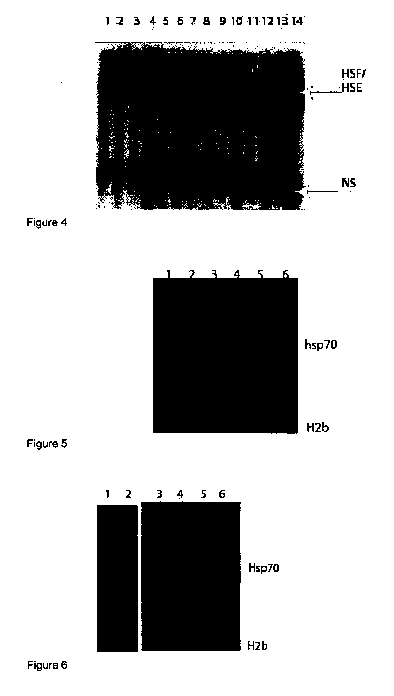 Compositions and methods for regulating cellular protection