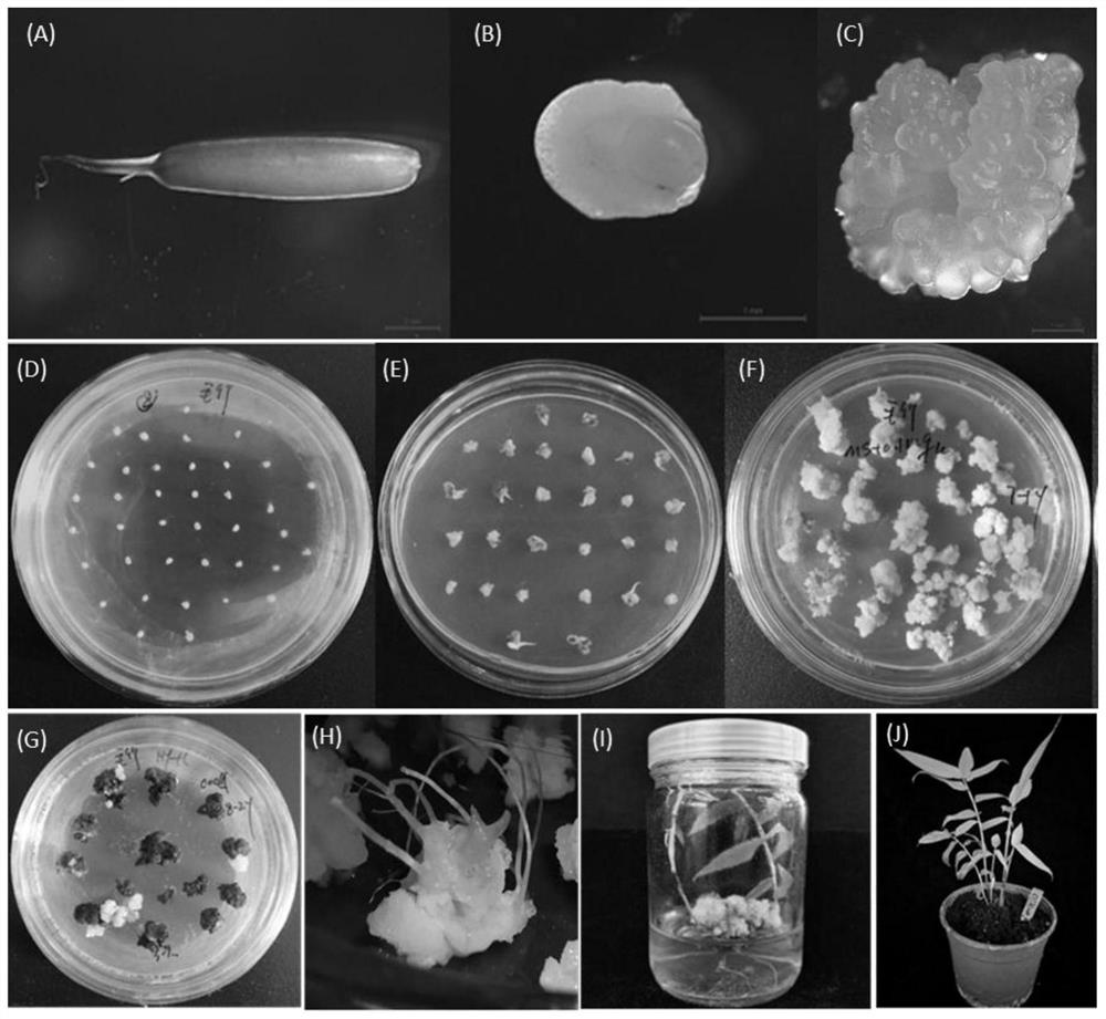 A method for in vitro regeneration and genetic transformation of moso bamboo immature embryos