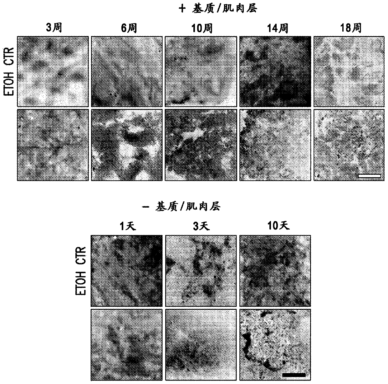 Macro tissue explant, methods and uses therefor