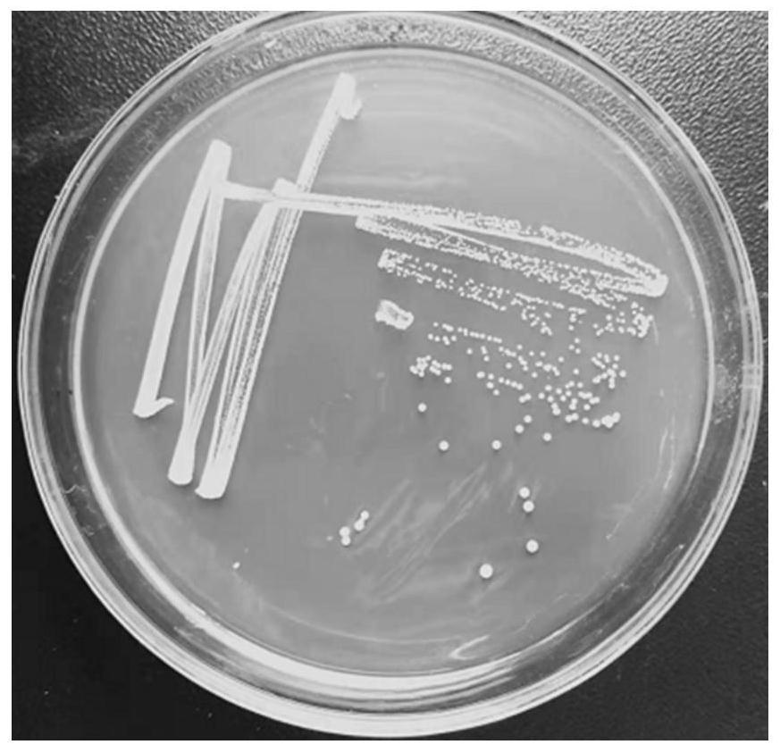 Novel Tetragenococcus halophilus with high yield of umami peptide and application of Tetragenococcus halophilus