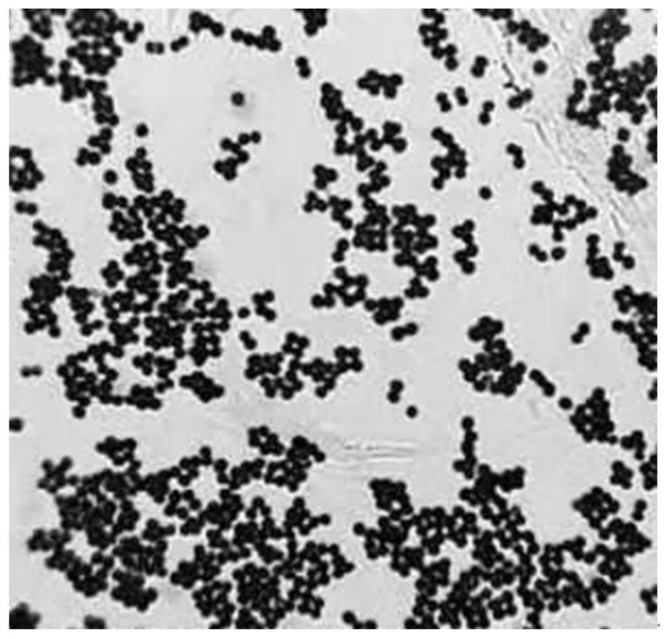 Novel Tetragenococcus halophilus with high yield of umami peptide and application of Tetragenococcus halophilus