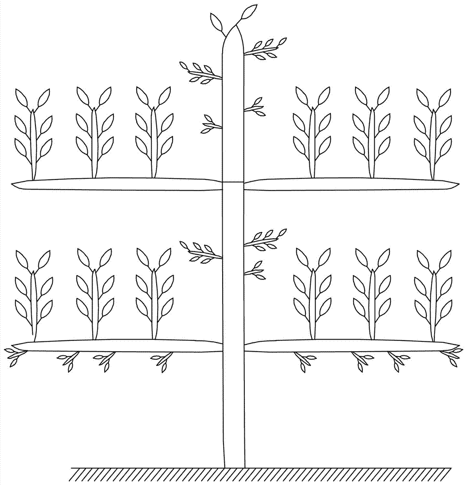 'Four-arm hedge-frame-shaped' pear tree form and shaping method