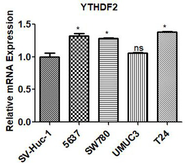 Application of ythdf2 gene in diagnosis, prevention and treatment of urothelial carcinoma