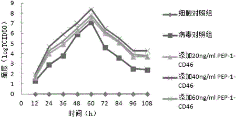 Genetically engineered bacterium capable of expressing cell-penetrating peptide fusion protein and application