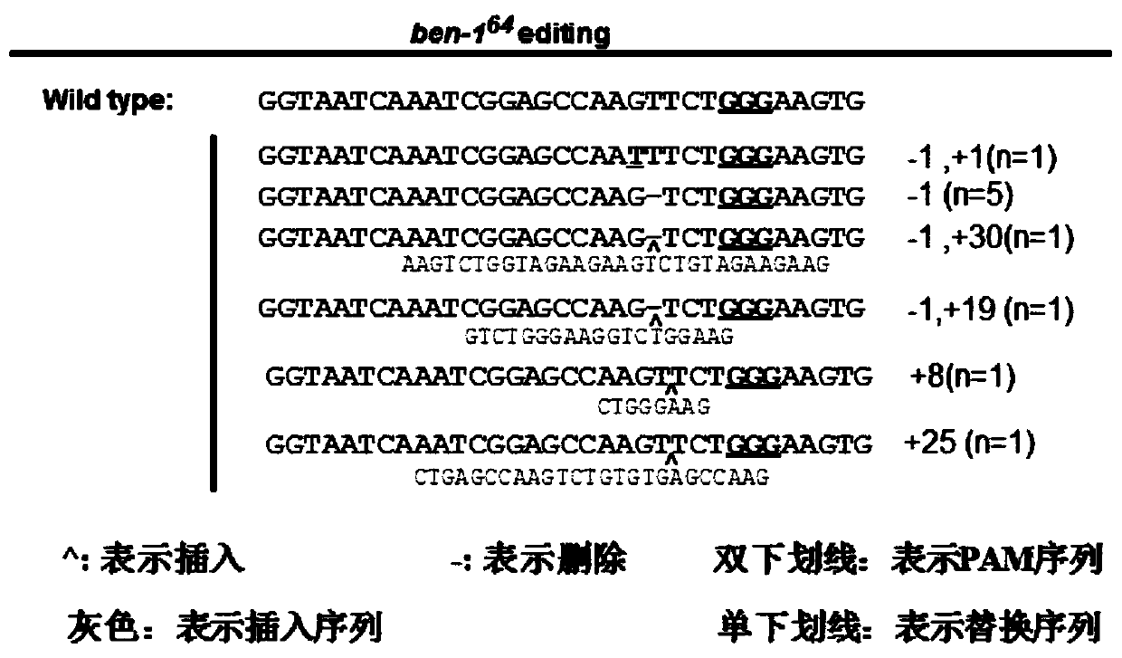 Co-editing marker ben-1sgRNA target site, CRISPR/Cas9 co-editing system and application of target site