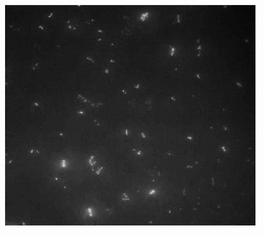 Method for fixing oil decomposing bacteria by polyurethane foam