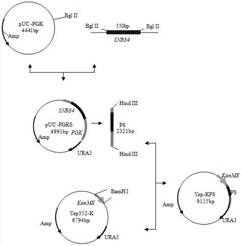 A highly tolerant yeast strain and its construction method