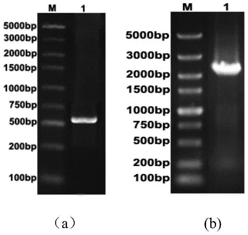 A highly tolerant yeast strain and its construction method