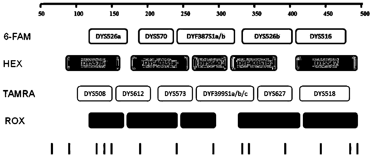 Fluorescence labeling composite amplification kit for detecting human Y chromosome rapid mutation STR loci and application thereof