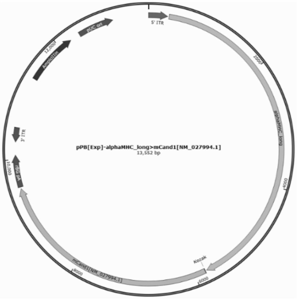 Application of CAND1 in preparation of medicine for inhibiting myocardial cell hypertrophy, heart failure and myocardial fibrosis