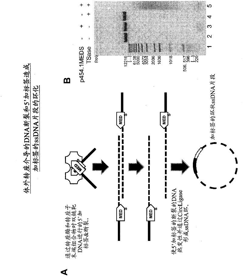 Transposon end compositions and methods for modifying nucleic acids