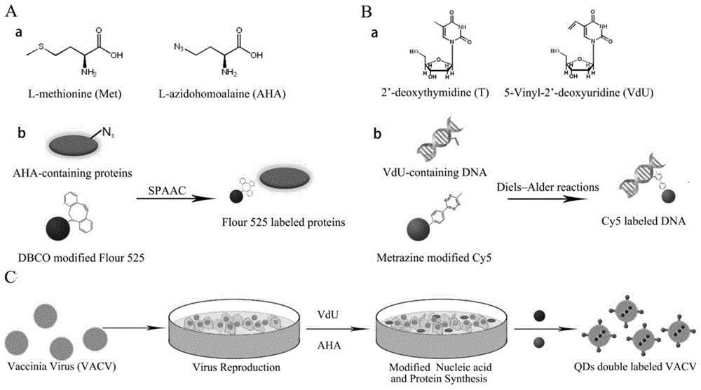 Novel virus double-fluorescence labeling method based on nucleic acid and protein biosynthesis